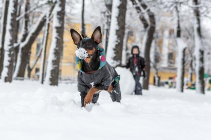 Санкт-Петербург. Собака играет в снегу около памятника Петру I на Сенатской площади.