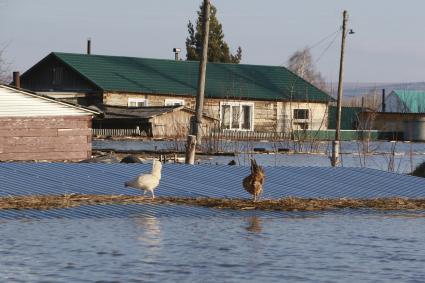 Алтай, село Зеленый Дол.   Домашние птицы  на крыше затопленного  дома.