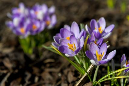 Санкт-Петербург. Шафран (Crocus) в Ботаническом саду имени Петра Великого.