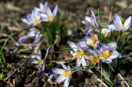 Санкт-Петербург. Шафран (Crocus) в Ботаническом саду имени Петра Великого.