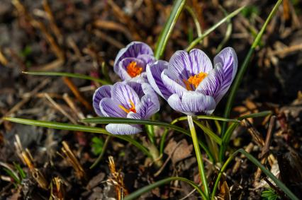 Санкт-Петербург. Шафран (Crocus) в Ботаническом саду имени Петра Великого.