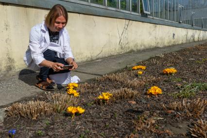 Санкт-Петербург.  Сотрудник фотографирует шафран (crocus) в Ботаническом саду имени Петра Великого.