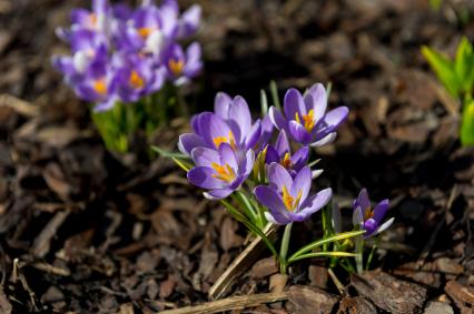 Санкт-Петербург. Шафран (Crocus) в Ботаническом саду имени Петра Великого.