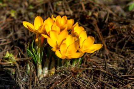 Санкт-Петербург. Шафран (Crocus) в Ботаническом саду имени Петра Великого.