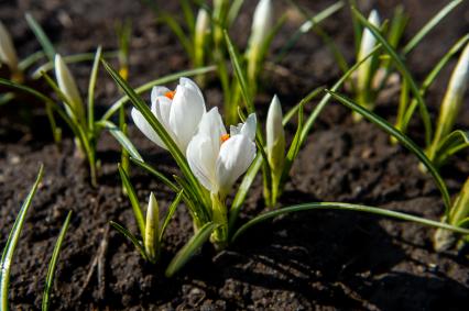 Санкт-Петербург. Шафран (Crocus) в Ботаническом саду имени Петра Великого.