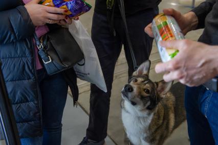 Санкт-Петербург. Посетители с  собакой на выставке  домашних животных и услуг для них `Зоосфера`.