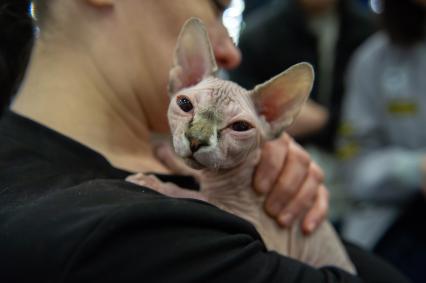 Санкт-Петербург.  Кошка  породы сфинкс на выставке  домашних животных и услуг для них`Зоосфера`.
