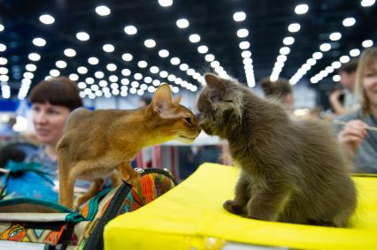 Санкт-Петербург.  Котята  на выставке домашних животных и услуг для них`Зоосфера`.