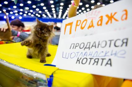 Санкт-Петербург.  Продажа котят шотландской  породы на выставке домашних животных и услуг для них`Зоосфера`.