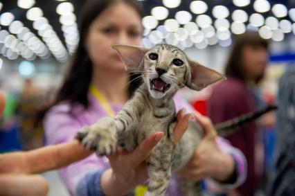 Санкт-Петербург.  Кошка породы ориентал на выставке домашних животных и услуг для них`Зоосфера`.