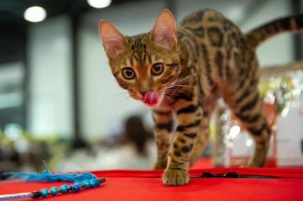 Санкт-Петербург.  Кошка бенгальской породы на выставке домашних животных и услуг для них`Зоосфера`.