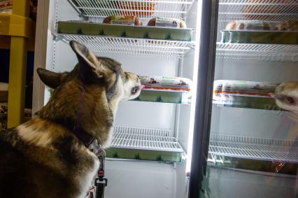 Санкт-Петербург.  Собака у холодильника  на выставке  домашних животных и услуг для них `Зоосфера`.