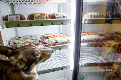 Санкт-Петербург.  Собака у холодильника  на выставке  домашних животных и услуг для них `Зоосфера`.