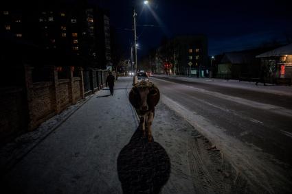 Забайкальск. Корова на улице поселка.