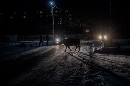 Забайкальск. Корова на улице поселка.