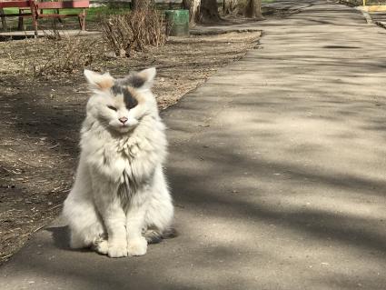 Москва. Бездомный кот.