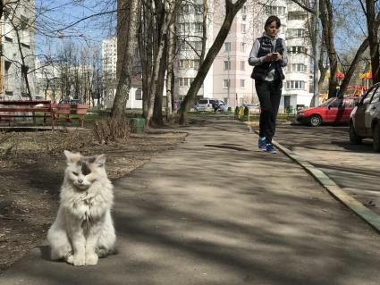 Москва. Бездомный кот.