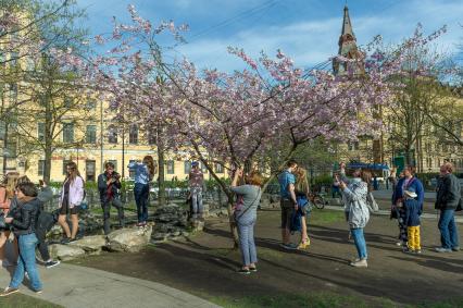 Санкт-Петербург.  Цветущая сакура  в Ботаническом саду Петра Великого на Аптекарском острове.