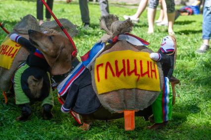 Санкт-Петербург. Традиционный `Такс парад 2018`прошел на Васильевском острове в Саду Академии художеств в рамках празднования Дня города.