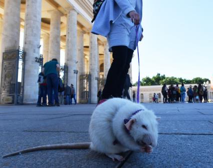 Москва. Прогулка с домашней крысой у Парка Горького.