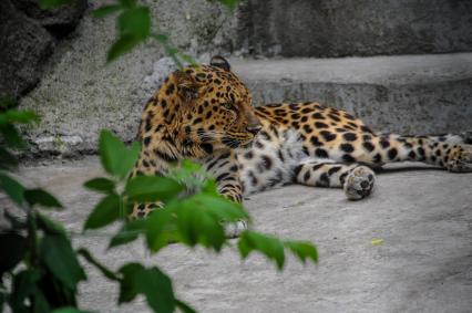 Москва. Дальневосточный леопард в Московском зоопарке.