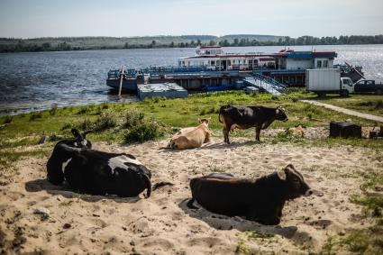 Нижегородская область. Коровы пасутся на берегу Волги.