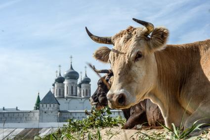 Нижегородская область. Коровы пасутся возле Макарьевского монастыря.