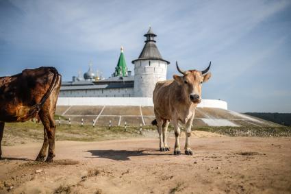 Нижегородская область. Коровы пасутся возле Макарьевского монастыря.