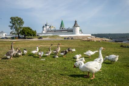 Нижегородская область. Гуси пасутся возле Макарьевского монастыря.