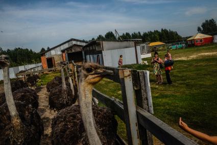 Нижегородская область, п. Макарьево. Страусиная ферма.