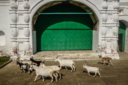 Нижегородская область. Козы пасутся возле Макарьевского монастыря.