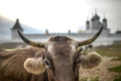 Нижегородская область. Коровы пасутся возле Макарьевского монастыря.