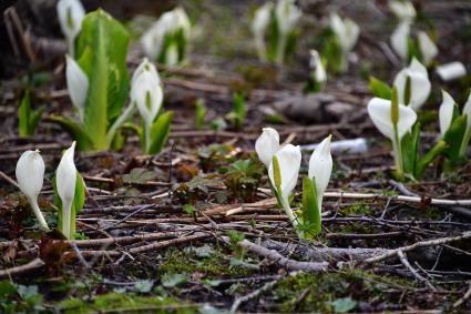 Остров Итуруп. Цветущий лизихитон (лат. Lysichiton) - курильский подснежник.