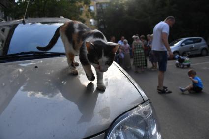 Москва.  Кот ходит по капоту автомобиля   во время собрания жильцов многоквартирного дома.