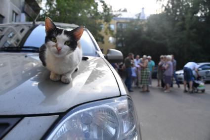 Москва.  Кот сидит на капоте автомобиля во время собрания жильцов многоквартирного дома.