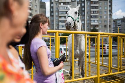 Челябинск. Лошадь на XXV Ежегодной агропромышленной выставке `АГРО 2018`.