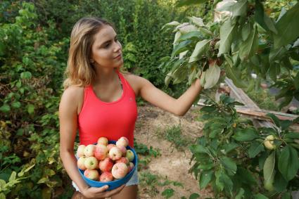 Самарская область. Девушка собирает урожай яблок на даче.