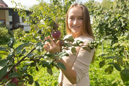 Ленинградская область.   Девушка собирает  урожай  яблок на даче.