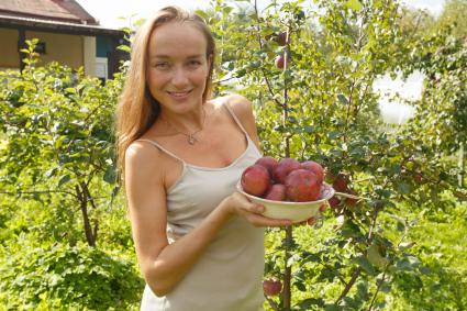 Ленинградская область.   Девушка собирает  урожай  яблок на даче.