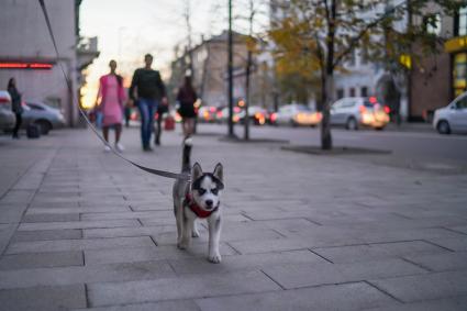 Красноярск. Собака породы хаски во время прогулки.