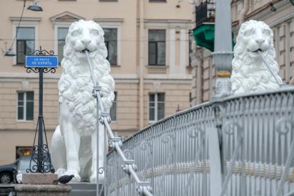 Санкт-Петербург. Львиный мост через канал Грибоедова после реставрации.