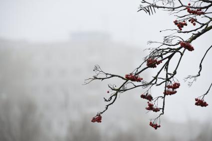 Тула.  Гроздья рябины на ветке.