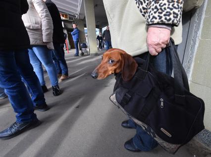 Москва. Собаку породы такса перевозят в метро в дорожной сумке.