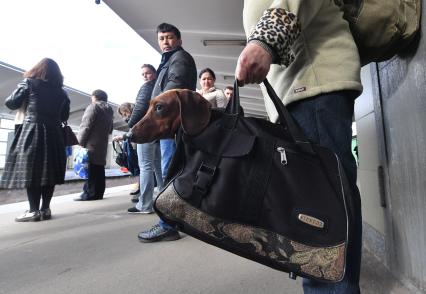 Москва. Собаку породы такса перевозят в метро в дорожной сумке.