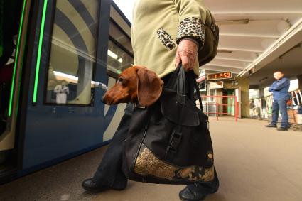 Москва. Собаку породы такса перевозят в метро в дорожной сумке.