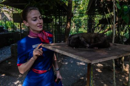 Индонезия, остров Бали. Российская стюардесса на кофейной плантации в провинции Гунунг-Батур , где зверек мусанг производит кофе лувак.