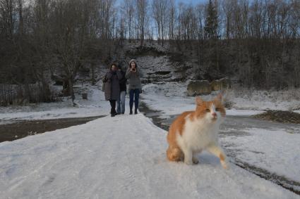 Псковская область, Изборск. Кот на снегу.