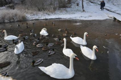 Псковская область, Изборск. Белые лебеди на на Городищенском озере.