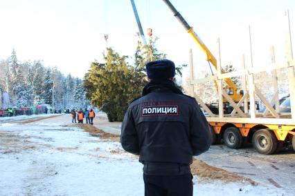 Московская область.  Церемония  рубки главной новогодней ели страны.