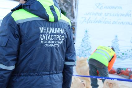 Московская область.  Церемония  рубки главной новогодней ели страны.